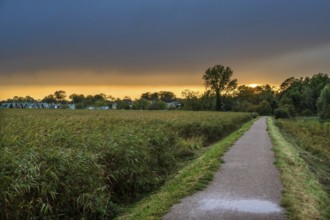 Evening sky over the lagoon, reeds on the left, thatch (Phragmites australis), Ahrenshoop,