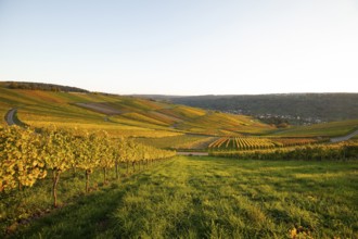 Golden evening sun shines over the colorful vines in the vineyards of Beutelsbach and Weinstadt