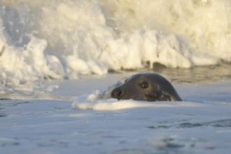 Grey seal (Halichoerus grypus) adult animal in the breaking waves of the sea, England, United