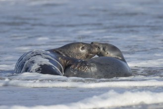 Grey seal (Halichoerus grypus) two adult animals in love courting in the waves of the sea, England,