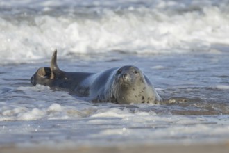 Grey seal (Halichoerus grypus) adult animal in the waves of the sea, England, United Kingdom