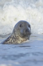 Grey seal (Halichoerus grypus) adult animal in the breaking waves of the sea, England, United