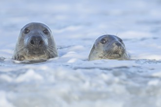 Grey seal (Halichoerus grypus) two adult animals in the waves of the sea, England, United Kingdom