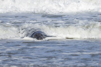 Grey seal (Halichoerus grypus) adult animal in the sea with a breaking wave going over its body,