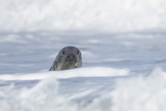 Grey seal (Halichoerus grypus) adult animal in the breaking waves of the sea, England, United
