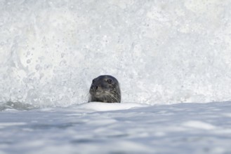Grey seal (Halichoerus grypus) adult animal in the sea with a breaking wave in the background,
