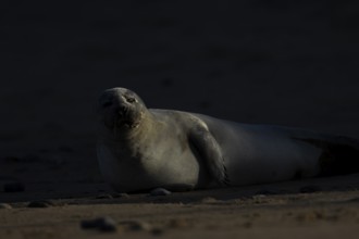 Common seal (Phoca vitulina) adult animal resting on a beach, England, United Kingdom