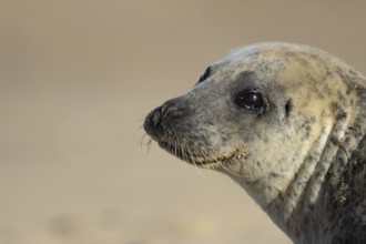 Common seal (Phoca vitulina) adult animal head portrait, England, United Kingdom