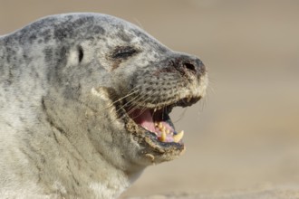 Common seal (Phoca vitulina) adult animal yawning on a beach, England, United Kingdom