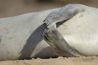 Common seal (Phoca vitulina) adult animal resting on a beach close up of its front flippers