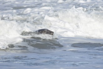 Grey seal (Halichoerus grypus) adult animal surfing on a breaking wave on the sea, England, United