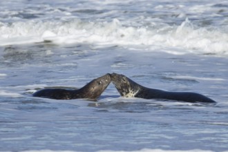Grey seal (Halichoerus grypus) two adult animals kissing in the breaking waves of the sea, England,