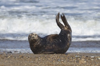 Grey seal (Halichoerus grypus) adult animal resting on a beach by the sea, England, United Kingdom