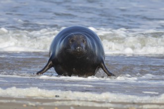 Grey seal (Halichoerus grypus) adult animal emerging from the sea, England, United Kingdom