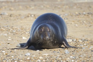 Grey seal (Halichoerus grypus) adult animal on a beach, England, United Kingdom