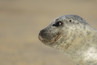 Common seal (Phoca vitulina) adult animal on a seaside beach, England, United Kingdom
