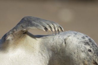 Common seal (Phoca vitulina) adult animal resting on a beach close up of one of its front flippers,
