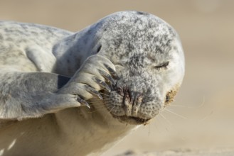 Common seal (Phoca vitulina) adult animal scratching its face on a beach, England, United Kingdom