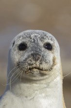 Common seal (Phoca vitulina) adult animal head portrait, England, United Kingdom