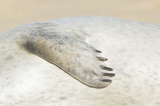 Common seal (Phoca vitulina) adult animal resting on a beach close up of one of its front flippers