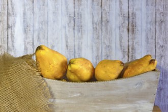 Picturesque still life with quinces, autumn, Germany