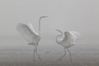 Great Egret, (Egretta alba), Warring Great Egret in the Mist, Lasitz, Saxony, Germany
