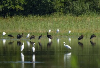 Black storks (Ciconia nigra) and great egret (Ardea alba) in the shallow water zone of a pond,