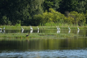 Black stork (Ciconia nigra) and great egret (Ardea alba) in the shallow water zone of a pond, Lower