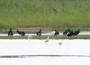 Black storks (Ciconia nigra) and great egret (Ardea alba) in the shallow water zone of a pond, gray