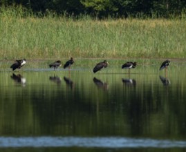 Black storks (Ciconia nigra) stand in the shallow water zone of a pond, Lower Saxony, Germany