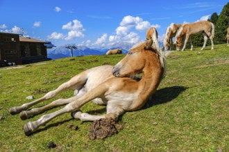 Free-grazing horses on an alpine pasture near the Acherkogel in the Stubai Alps in Hochoetz, Ötz,