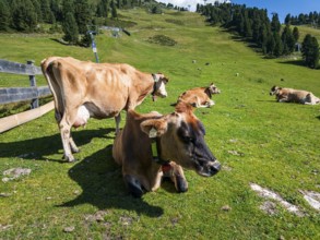 Free-grazing cows on an alpine pasture near the Acherkogel in the Stubai Alps in Hochoetz, Ötz,