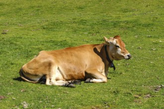 Free-grazing cows on an alpine pasture near the Acherkogel in the Stubai Alps in Hochoetz, Ötz,