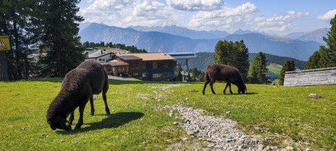 Free-grazing sheep on an alpine pasture near the Acherkogel in the Stubai Alps in Hochoetz, Ötz,