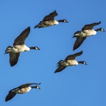 Canada Goose, Branta Canadensis, birds in flight over marshes