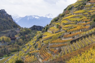 Terraced vineyards in colourful fall colours, yellow, orange and red. IN the distance snow covered
