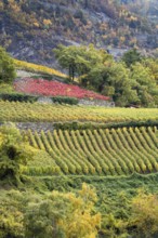 Terraced vineyards in colourful fall colours, yellow, orange and red. Rhone Valley, Valais,