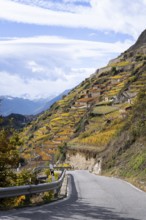 Terraced vineyards in colourful fall colours, yellow, orange and red. A tar road is leading down to