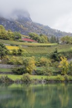 Terraced vineyards in colourful fall colours, yellow, orange and red. In foreground reflection of