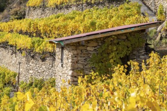 Terraced vineyards surrounding a small old hut in colourful fall colours, yellow, orange and red.