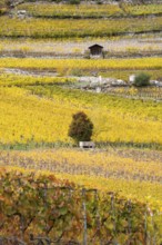 Terraced vineyards in colourful fall colours, yellow, orange and red. Small wooden hut standing in