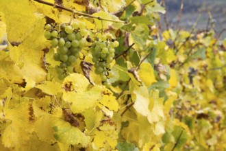 Wine grapes surrounded between colourful leaves in fall colours, yellow, orange and red. Rhone