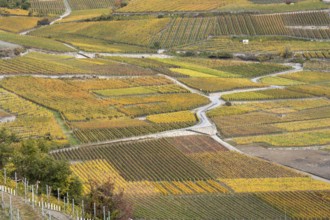 Aerial view of terraced vineyards in colourful fall colours, yellow, orange and red. Roads are