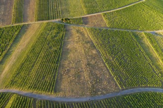 Detailed view of partly rubble vineyards with rows of green vines, sunny summer atmosphere, sheep