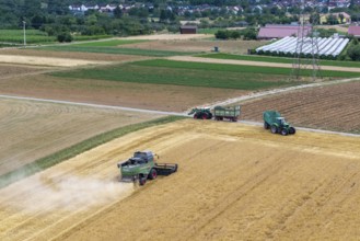 Harvester and tractor with trailer harvesting in a rural field near a village, Korb im Remstal,