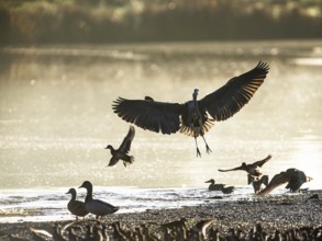 Grey Heron, Ardea cinerea, bird in flight in lights of sunrise on marshes