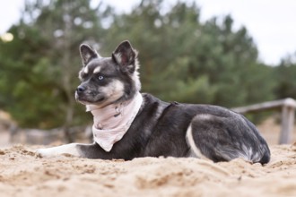 Portrait of cute French Bulldog x Siberian Husky dog mix with neckerchief