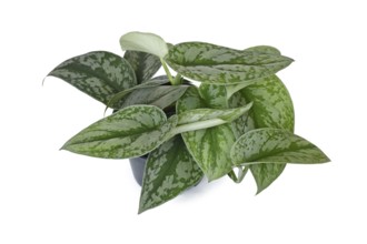 Exotic houseplant called 'Scindapsus Pictus Exotica' or 'Satin Pothos' with velvet texture and