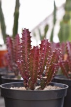 Small red 'Euphorbia trigona f. rubra' cactus plant