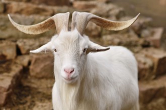 White domestic goat with beard and large horns